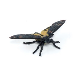Papillon de nuit PAPO
