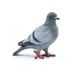 Pigeon PAPO