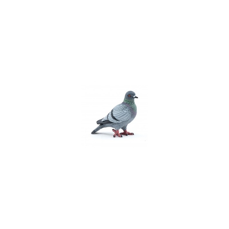 Pigeon PAPO