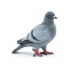 Pigeon PAPO
