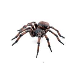 Araignée commune PAPO