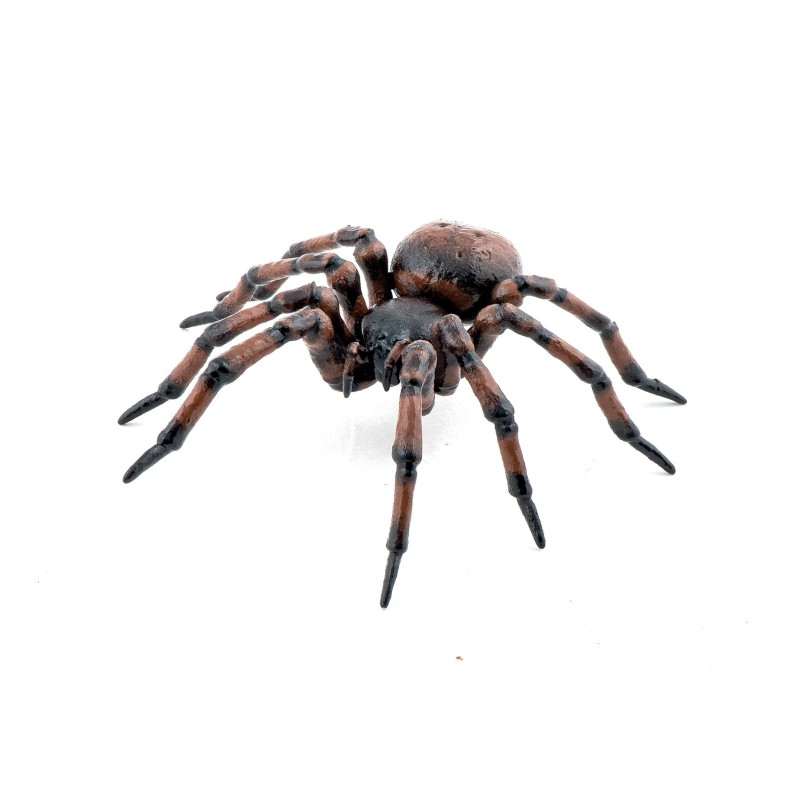 Araignée commune PAPO
