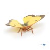 Papillon Souci PAPO