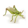 Sauterelle PAPO