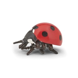 Coccinelle PAPO
